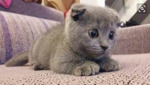 女子在停车场抱大只蓝猫引路人围观, 网友: 实力诠释什么叫虚胖