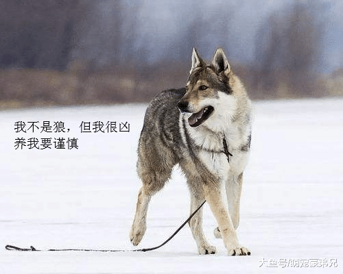 月薪过万都不敢养的三种狗狗，哈士奇上榜，原因很奇葩！