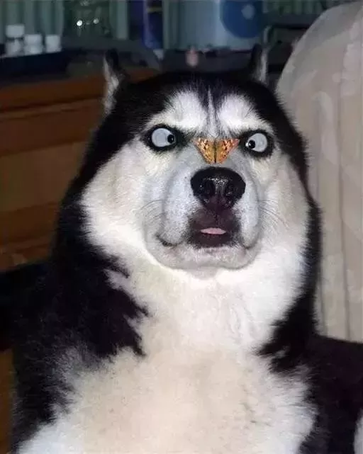 为什么不着调的“二哈”，可以有组织有纪律地拉雪橇？