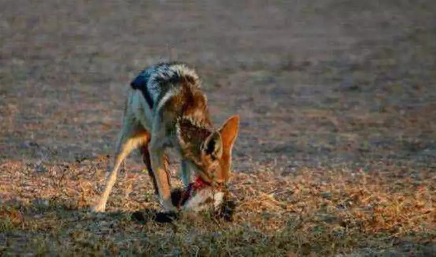 胡狼追到平头哥家门口捕猎，两只小蜜獾被堵洞中，一只惨死