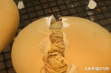 世界上先有鸡还是先有蛋？科学家找到了答案，原来我们都想错了