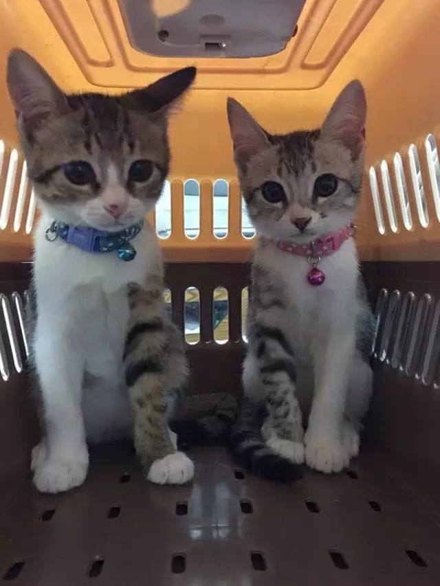 有人说，这是快速区分男女喵的方法，只不过…