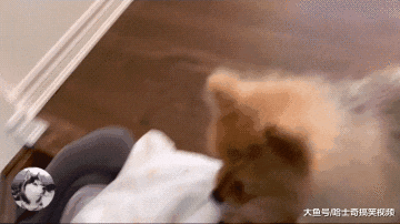 女主人生了宝宝，告诉大白狗是它弟弟，没想到被“暖哭”了