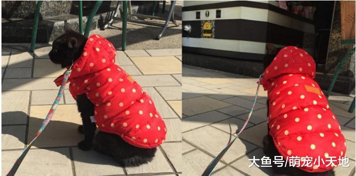 黑猫陪爸买早餐狂甩肥臀，隔壁奶奶笑问：这只是导盲犬吗