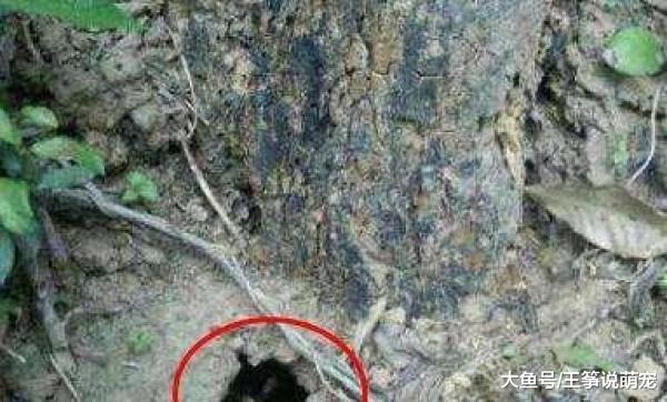 男子祭拜父亲时，发现坟墓旁边有个洞，走近一看男子大哭不已