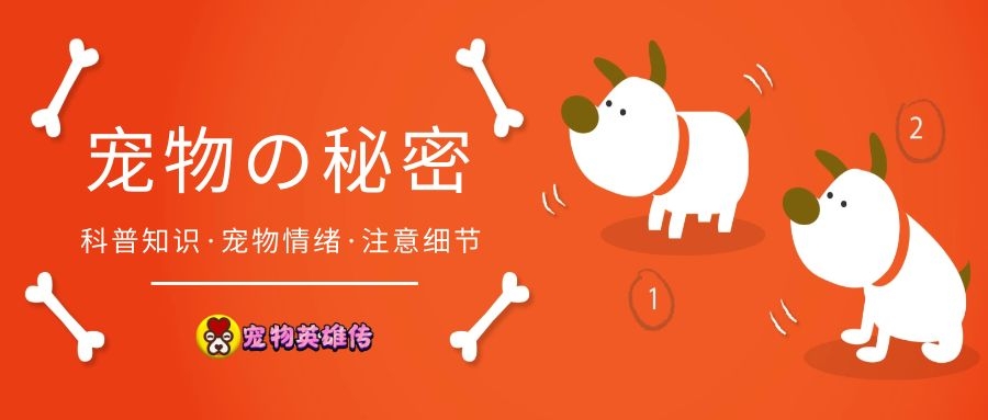 狗子总是不听话，还学会了和人吵架，铲屎官赶紧换这几种狗吧