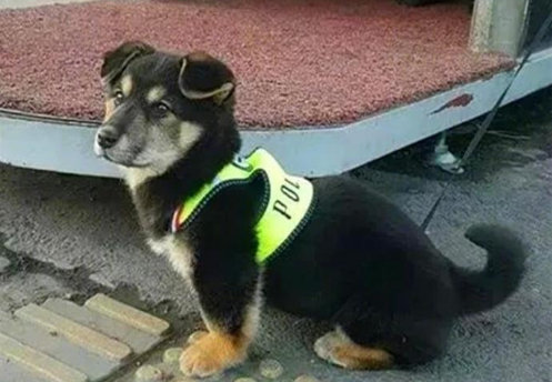 人品爆表！流浪狗自己找工作，还混了个公务员当！