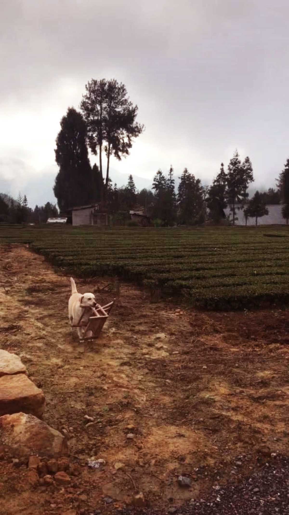 狗狗非要帮主人做事，但没多久就跑了，当它回来时，主人直接哭了