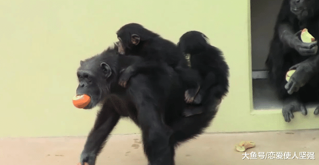 为人母则刚，雌猩猩的举动让人称赞，但雄猩猩却被冷落！