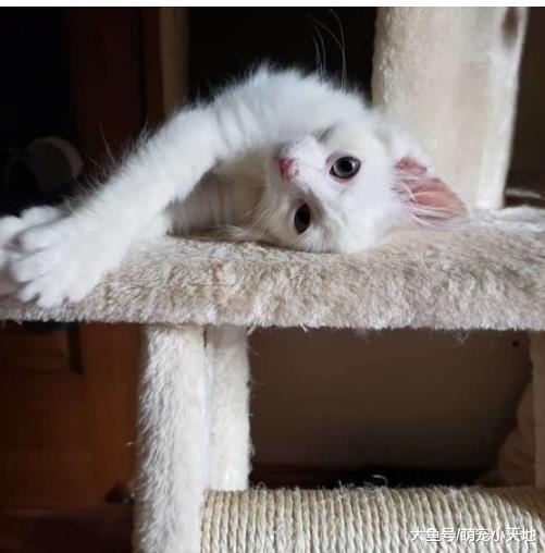 水沟捡到一坨垃圾球小猫她带回家大改造，憨汪认它当老大