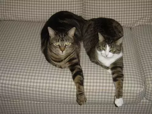 原來貓咪聚在一起的時候也會比誰的更長