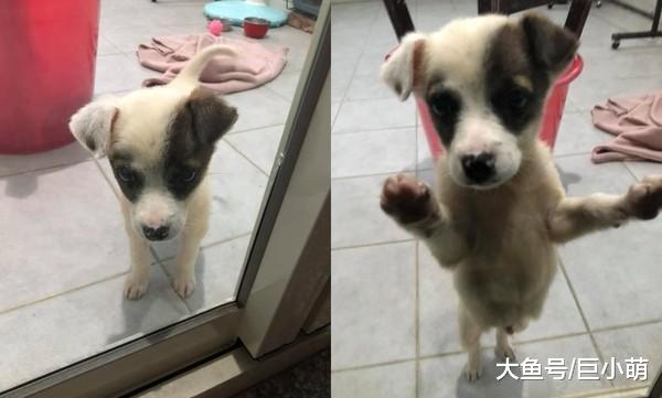妈捡流浪狗说不养，却当天给它洗澡起名字，这样的暗示够明显了