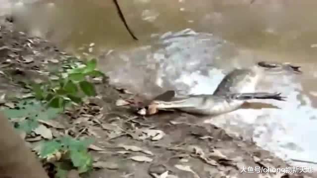 当鳄鱼咬上电鳗会怎样? 水都快要沸腾了, 最后同归于尽!