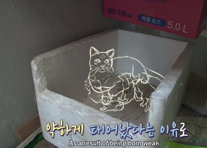 猫咪白天乖巧可爱晚上却化身恶魔疯狂袭击主人，主人说了一句话