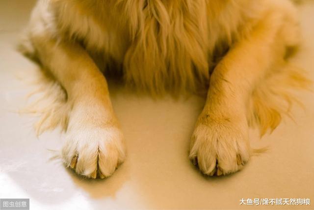 为什么狗狗不愿意给你摸爪子？真相有5个，讨厌你只是其一