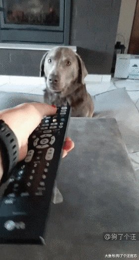 我们一样胖一样毛茸茸，你凭啥只抱他