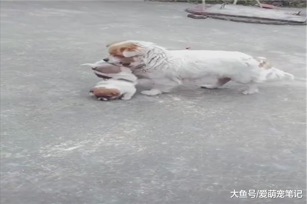 小奶狗特別貪玩，狗媽媽每天都要把它叼回家，網友：這家教真嚴啊