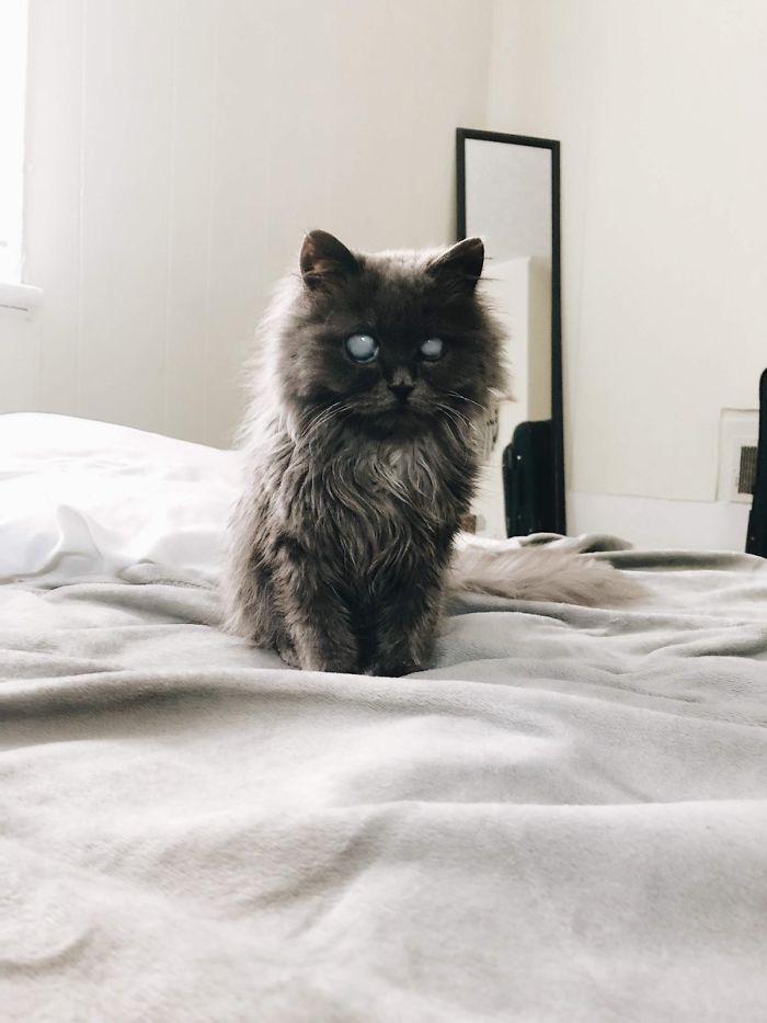 真空灵之美！混血猫双眼宛如白色宝石，像是夜间精灵