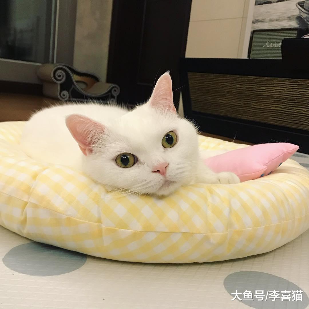 不要以为猫咪很傻很天真，演起戏来猫主子们个个都是影帝级别的！