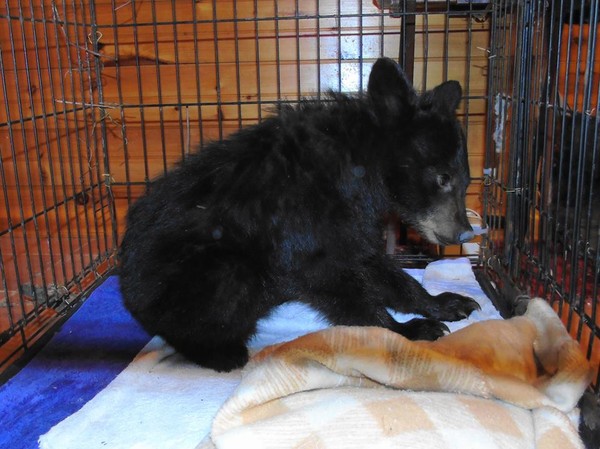 河间飘着小黑点，他走过去发现是一只熊