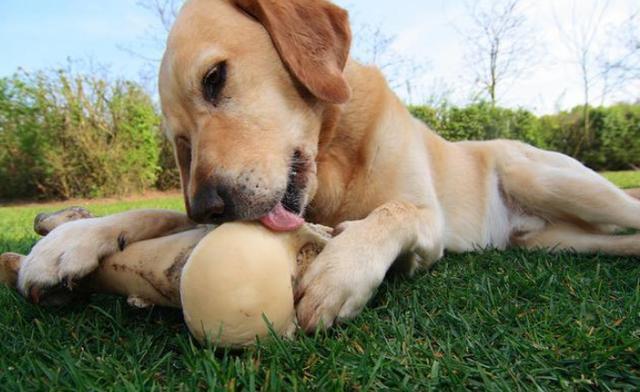 拉布拉多犬不是人人都适合养, 这5类人, 请你绕道!