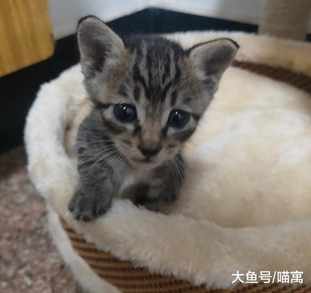 养猫终究会上瘾，躲不开的命运：我家来了第3只猫咪