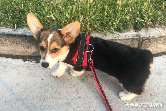 柯基听到网友说它不纯，它还闹意见了，狗：看腿就知道了！