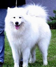 狗狗顽皮淘气又拆家，让人头疼，其实让狗狗变好的训练方法很多的