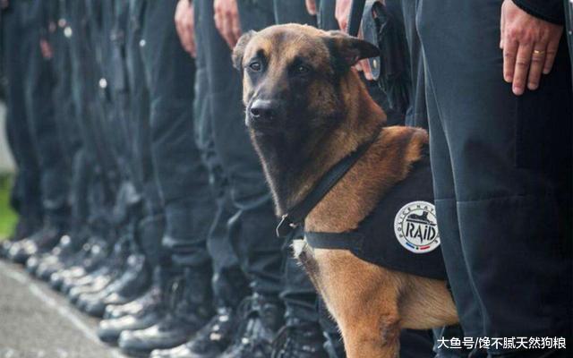 犬界中最适合当警犬的5种狗，你觉得哪一种犬会是榜首呢？