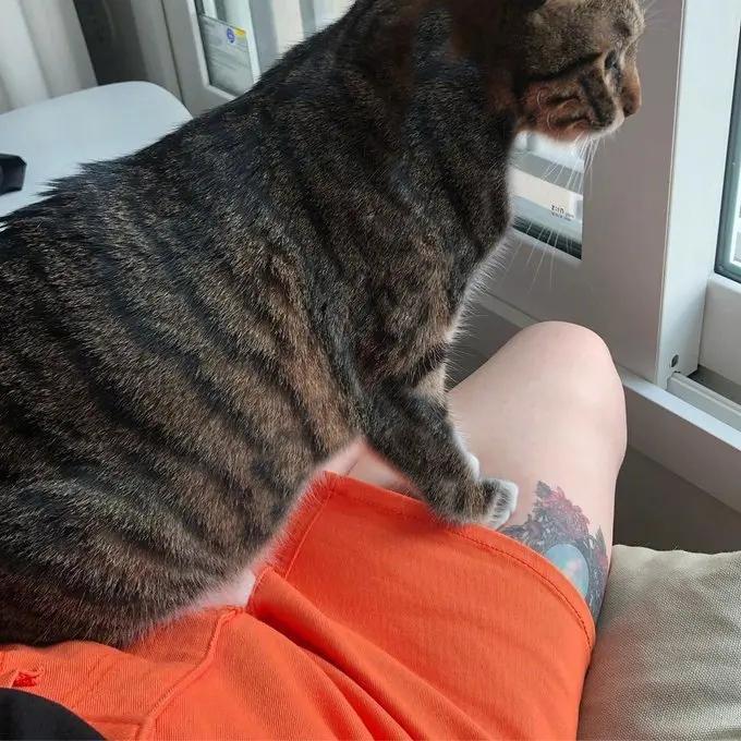 在桃子上留下记号后，又瞅准主人大腿，这只狸花猫的癖好有点奇怪