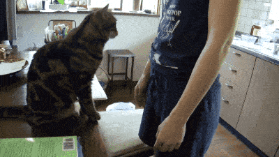 实名举报这只猫：年纪轻轻当小三，抢我对象！