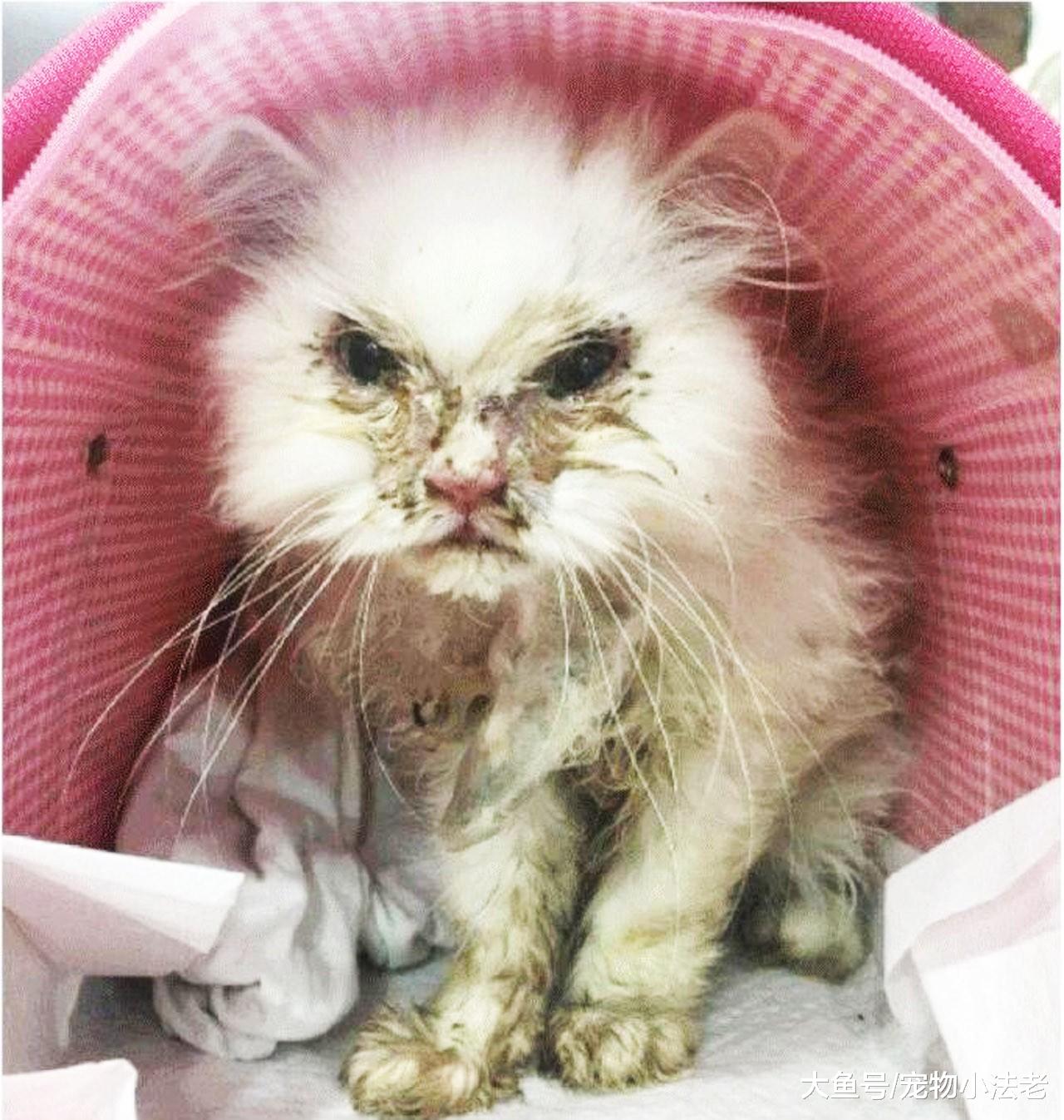 请不要再欺负流浪猫了！它们为了活命，其实真的很辛苦