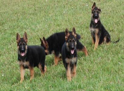 怎樣應對家中德國牧羊犬幼犬亂叫的現象