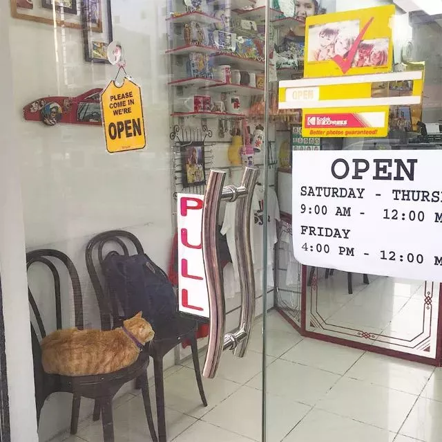 阿拉伯有只橘猫，进了这家店后不仅没有把这家店吃破产，反而...