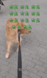 一天二十四小时都在为家人操心，其实每条狗狗都想拥有这样幸福的忙碌！