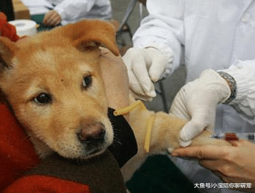 3种情况的狗狗可能已经患有狂犬病，希望你家狗狗一个都没有！