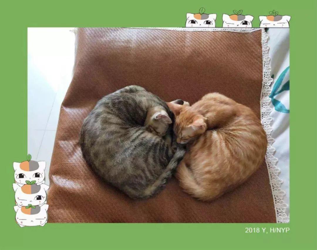 谁告诉你绝育之后就不能怀孕了？