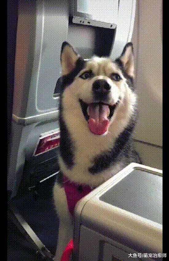 哈士奇第一次坐飞机，被空姐团团围住，二哈：都不好意思拆飞机了