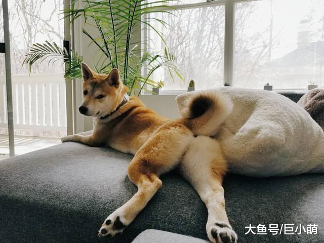 狗狗邀请你闻它的屁屁，是认为你也是狗吗？这种情况主人该怎么做