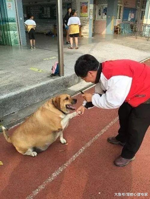 流浪狗被收养，校园喂食的人不断，食物成了狗狗无法消受的爱意