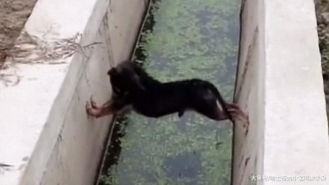 狗哥，我就想问你是怎么坚持半个小时的， 狗：主要是腰马合一