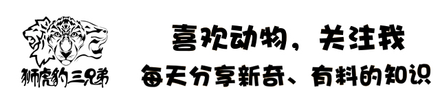 藏狐是高原鼠兔的专性捕食者，它的存在直接影响草原生态健康度