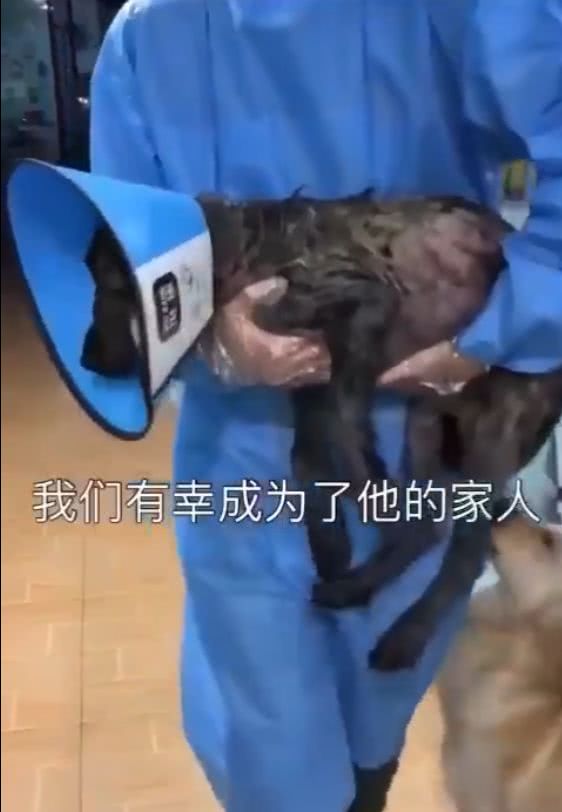 给流浪狗处理伤口，竟毫无反应，它应该早已习惯了疼痛！