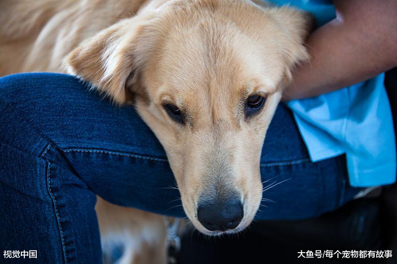 怎样才能把狗狗养好，首先四个养狗的基本事情要知道
