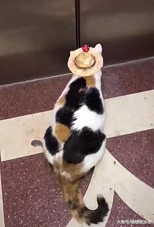 爱出门的小猫咪，带着小帽子溜达太可爱！网友：想让我的猫看看！