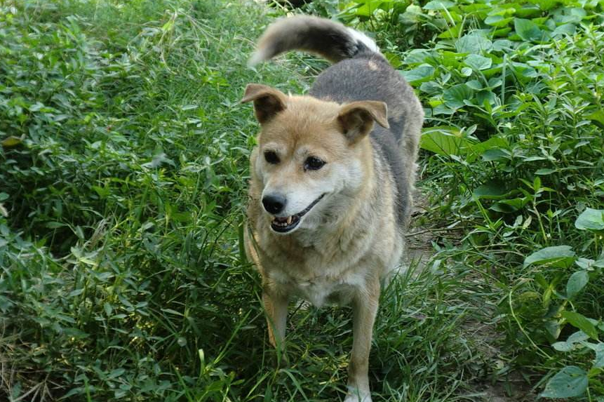 “土狗”也分很多少种，对中华田园犬你了解多少