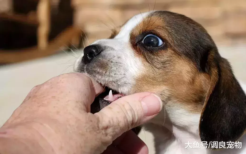 狗狗的“嘴劲控制”不是天生的!