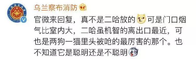 500年古树和狗先救谁? 消防员的选择是...