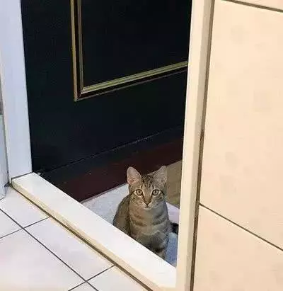 有对情侣爬山的时候捡到一只流浪猫，带回家后非常调皮，有天...