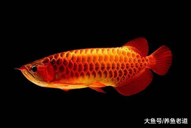 都知道硝化细菌对鱼缸水质的作用，为什么10个老手9个不会添加？